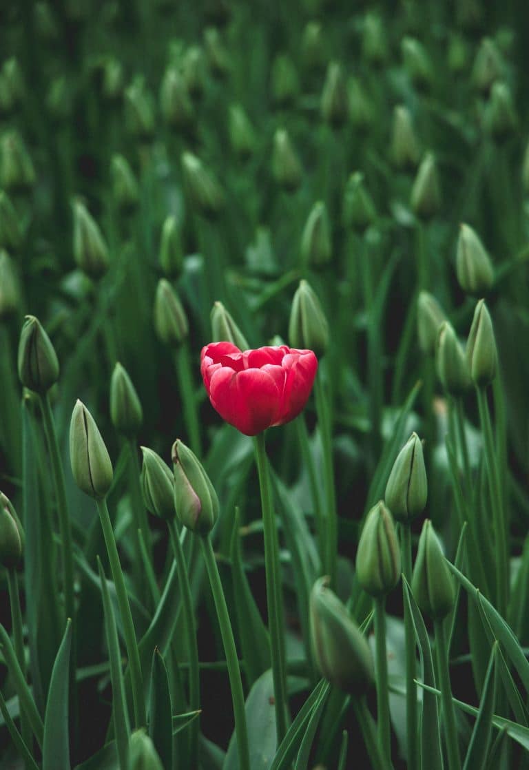 Deine einzigartige Website, die hervorsticht und Deine Persönlichkeit ausdrückt, wie eine blühende Tulpe