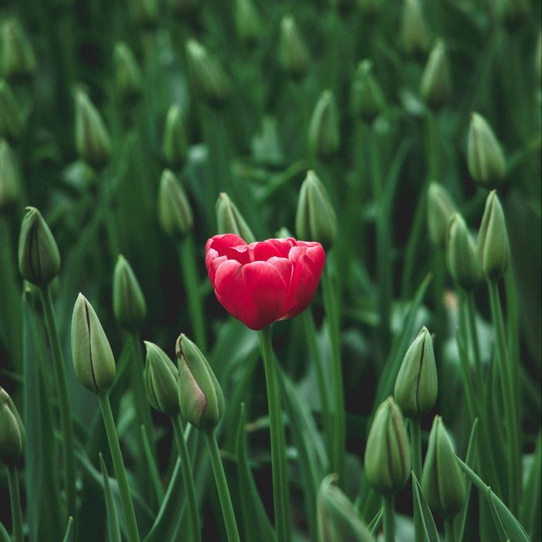 Deine einzigartige Website, die hervorsticht und Deine Persönlichkeit ausdrückt, wie eine blühende Tulpe